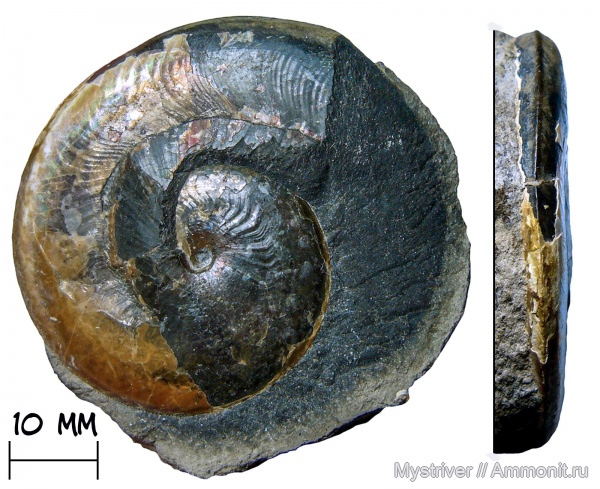 аммониты, мел, апт, Aconeceras, Aconeceras trautscholdi, Sinzovia, Sinzovia trautscholdi
