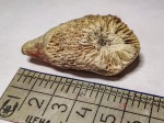 Одиночный коралл ругоза