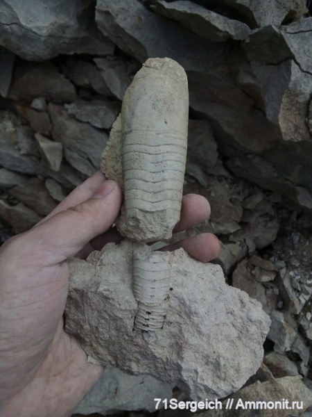 Actinocerida