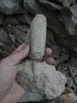 Actinocerida
