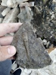 Actinocerida