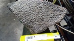 lithostrotion