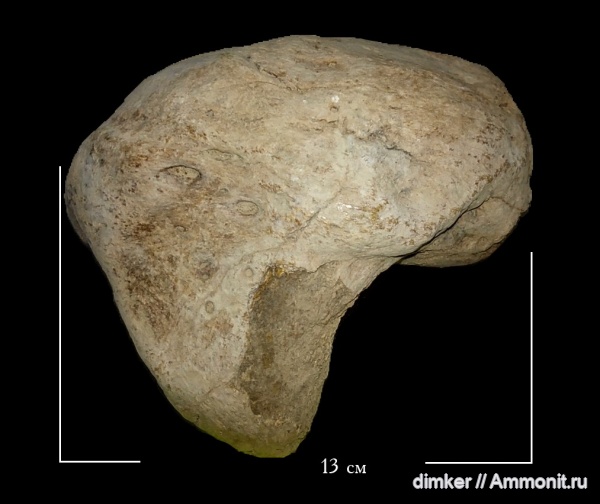 Elasmotherium, Западный Казахстан, Уральск