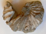 Аммонит Arcthoplites bogoslowskyi
