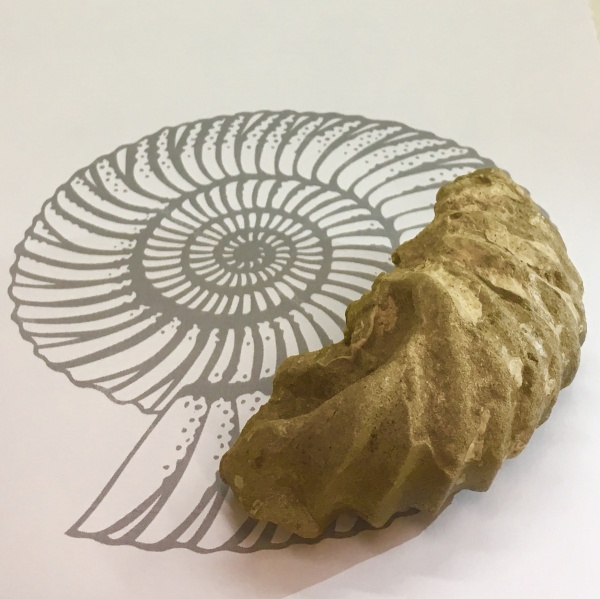 аммониты, Arcthoplites, Васильевка