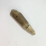 Зуб костистой рыбы Protosphyraena sp.
