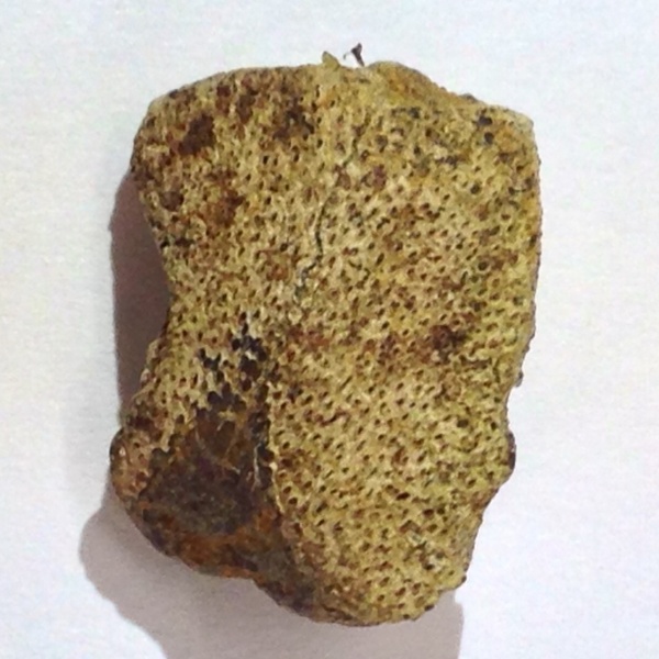 окаменелости, меловой период, химеры, Варавино, Cretaceous
