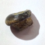Зуб костистой рыбы Picnodontinae (Coccodus?)