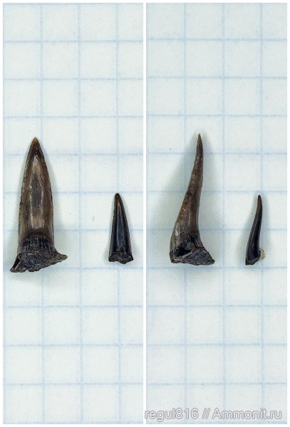 юра, рыбы, акулы, волжский ярус, Sphenodus, Volgian, Jurassic, fish, sharks