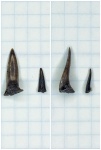 Sphenodus sp.