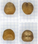 Porambonites aequirostris