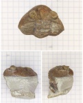 Asaphus cornutus Pander
