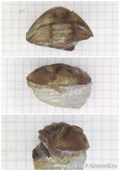 ордовик, Вильповицы, Asaphus, Ленинградская область