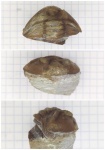 Asaphus kowalewskii без глаз