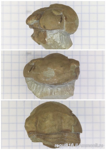 ордовик, Вильповицы, Illaenus, Ленинградская область
