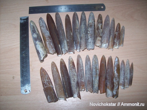 Belemnitella