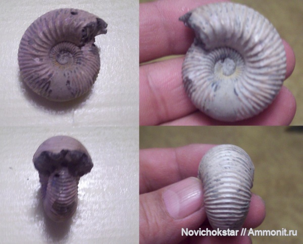 аммониты, моллюски