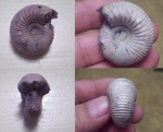 На определение Аммонит из Костромской области