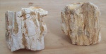 Palmoxylon, пальма, окаменевшее дерево Palmoxylon, пальма, окаменевшее дерево