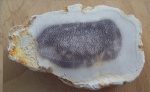 Palmoxylon, пальма, окаменевшее дерево
