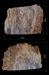 Palmoxylon, пальма, окаменевшее дерево Palmoxylon, пальма, окаменевшее дерево