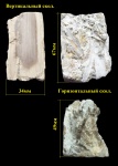 Palmoxylon, пальма, окаменевшее дерево Palmoxylon, пальма, окаменевшее дерево