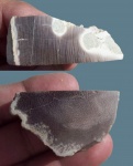 Palmoxylon, пальма, окаменевшее дерево Palmoxylon, пальма, окаменевшее дерево