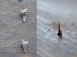 Eostriatolamia subulata зуб 1.