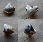 Rhynchonella loxiae брахиопода 2.
