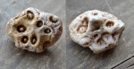 Actinocyathus коралл. Actinocyathus коралл.