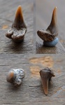 Paraorthacodus, зуб 1.