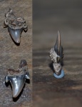 Archaeolamna sp. dente 4