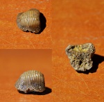 Ptychodus mammillaris dente 2.