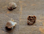 Ptychodus mammillaris dente 1.