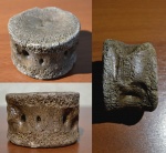 Thoracicum vertebra Plesiosauria. Грудной позвонок Плезиозавра.