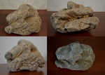 Фрагменты рыб, иглы морских ежей, кораллы,губки.