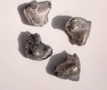 Rhynchonella
