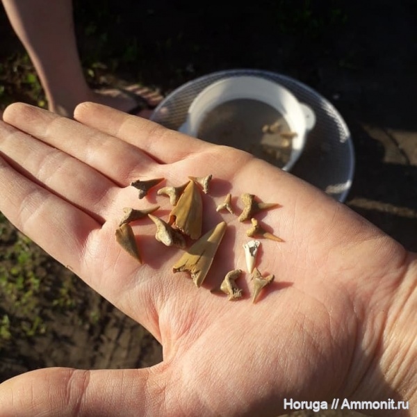 мел, сеноман, зубы акул, Cretoxyrhina, Archaeolamna, Шацк