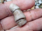 Коралл