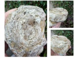 Похоже на Строматопораты (Stromatoporoidea)