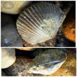 Orthambonites calligramma (Dalman)