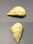 Ругоза