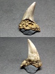 Зубик Cretoxyrhina