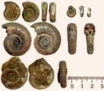 Разноразмерные Binatisphinctes