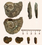 Не самые лучшие, но всё-таки Kosmoceras-ы
