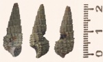 Procerithium russiense