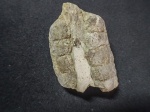 Endoceras sp.
