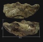 Мандибулярная пластина Ischyodus