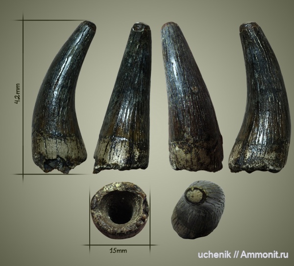 рептилии, мел, морские рептилии, сеноман, Polycotylidae, Варавино, зубы рептилий, Plesiosauria, Leptocleidia