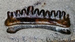 Harpacodus